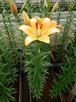 [5083 RoyalTrinity SES No02.JPG]